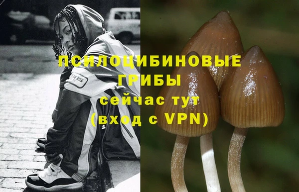 прущие грибы Карталы